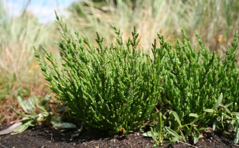 What is Salicornia Brachiata